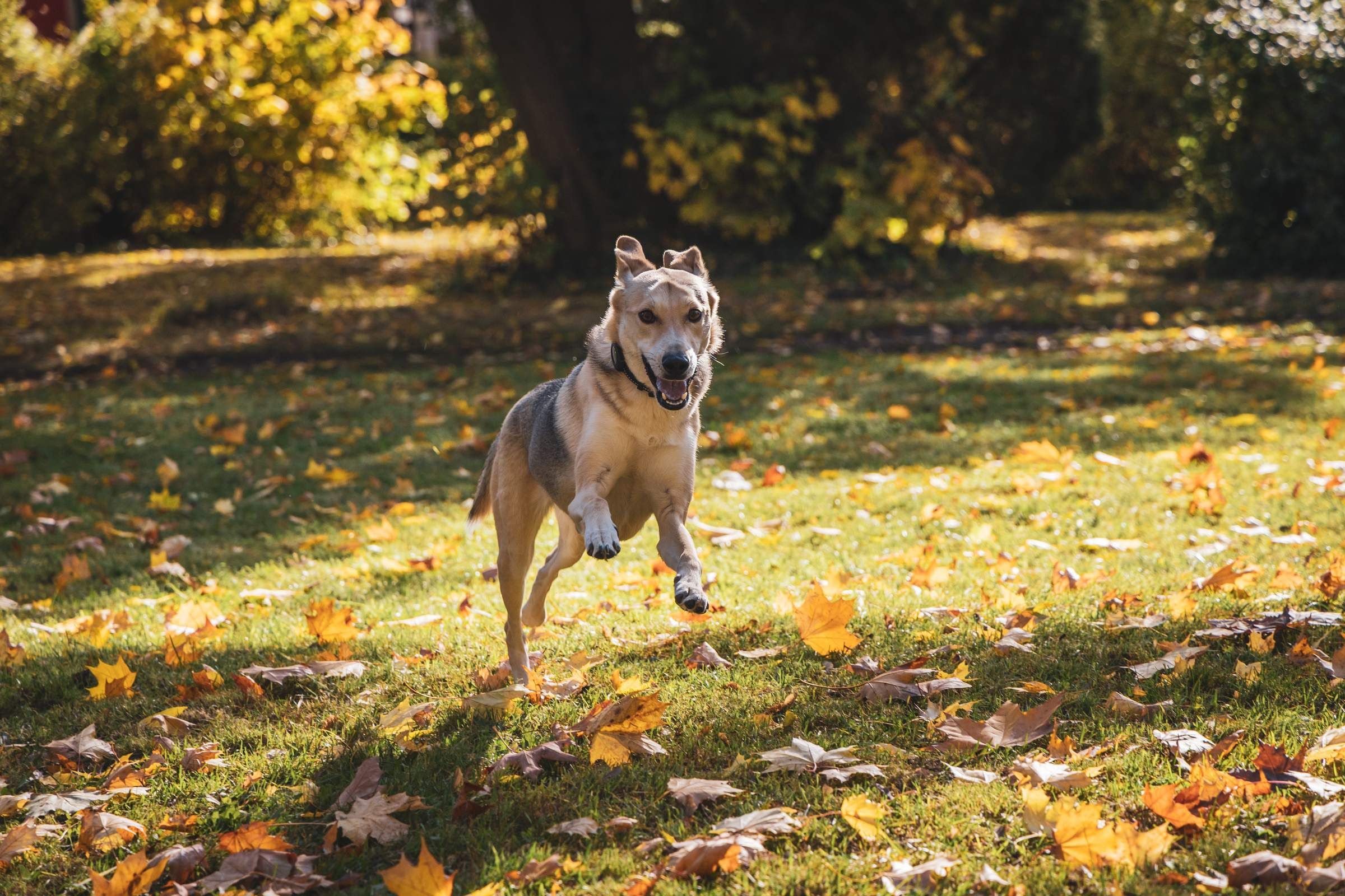 aki running